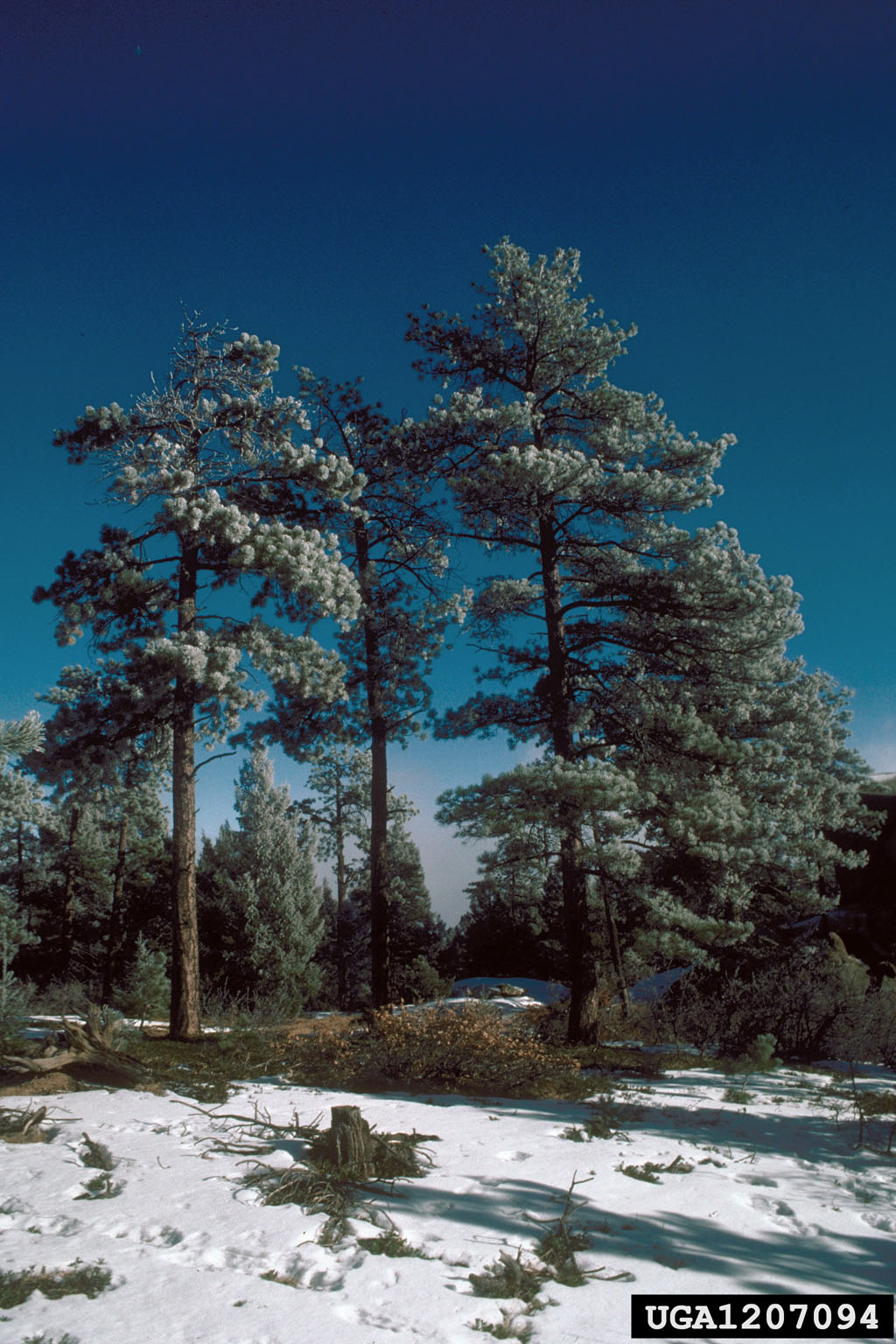 Ponderosa and Snow in Early buy Morning Light